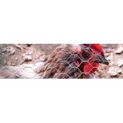 casa pura Grillage Poule galvanisé | Jardin poulailler, voliere casa pura Grillage Poule galvanisé | Jardin poulailler, voliere